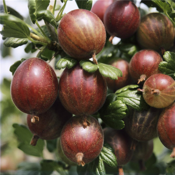 Ribes uva-crispa var. sativum Pixwell / Rote Triumph