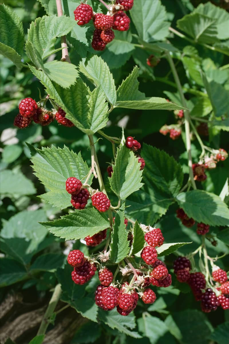 Rubus fruticosus Jumbo