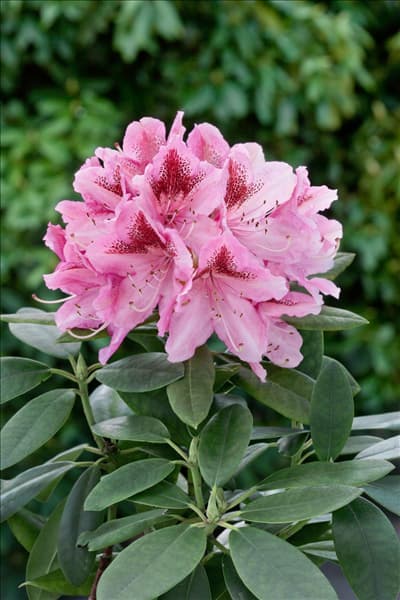 Rhododendron Cosmopolitan