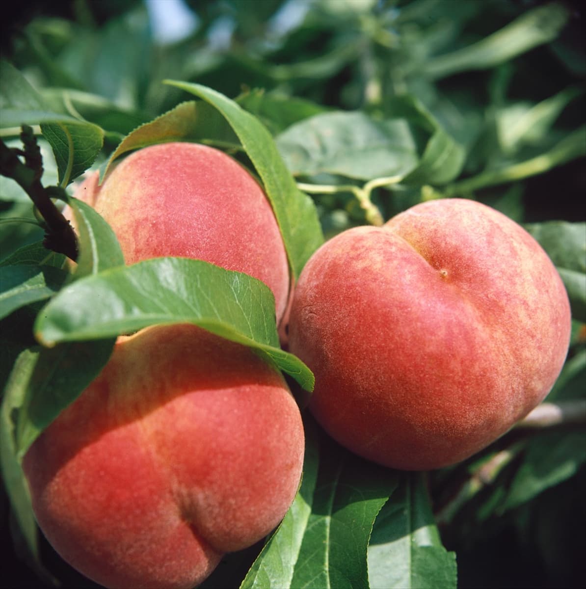 Prunus persica var. persica Rekord von Alfter