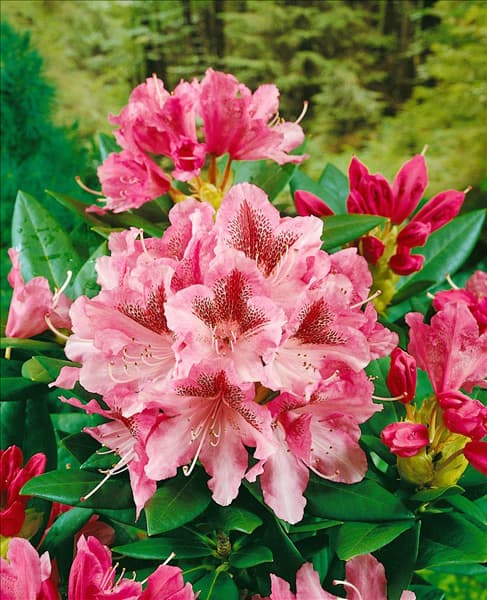 RHODODENDRON COSMOPOLITAN