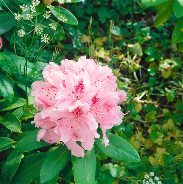 RHODODENDRON COSMOPOLITAN