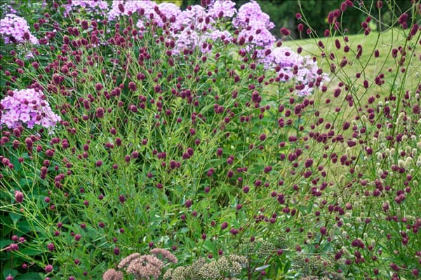 Sanguisorba officinalis Tanna