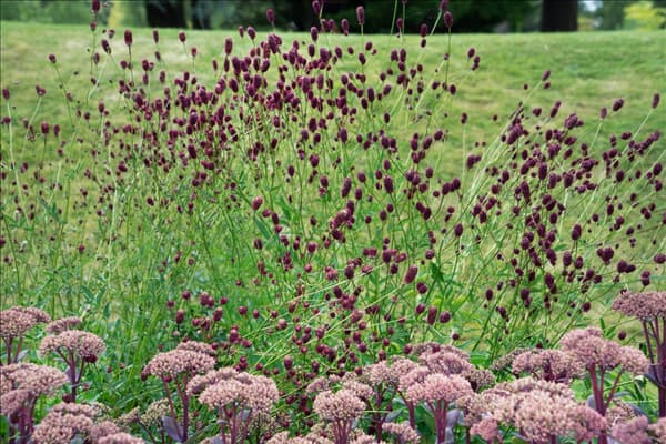 Sanguisorba officinalis Tanna