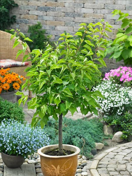 Prunus armeniaca