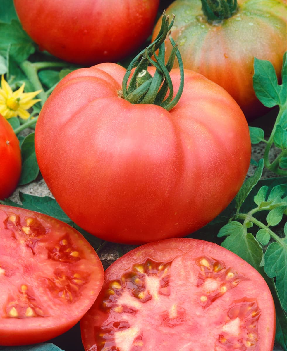Tomaten BERNER ROSE