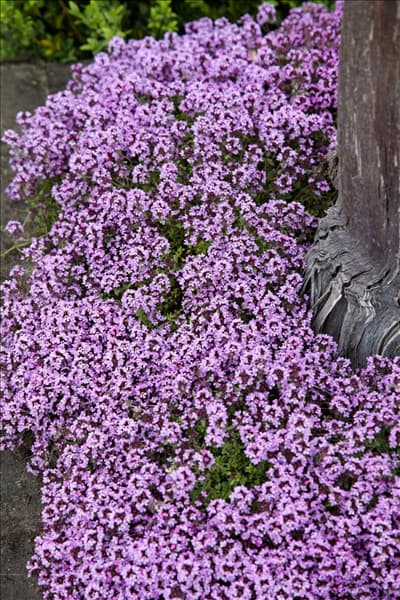 Thymus serpyllum Minor