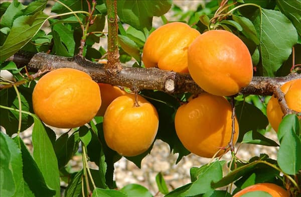 Prunus armeniaca