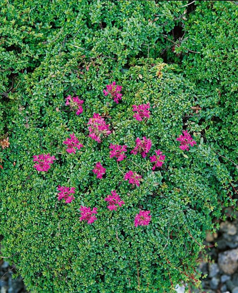 Thymus serpyllum Coccineus