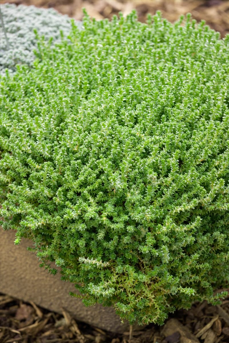 Sedum acre Aureum