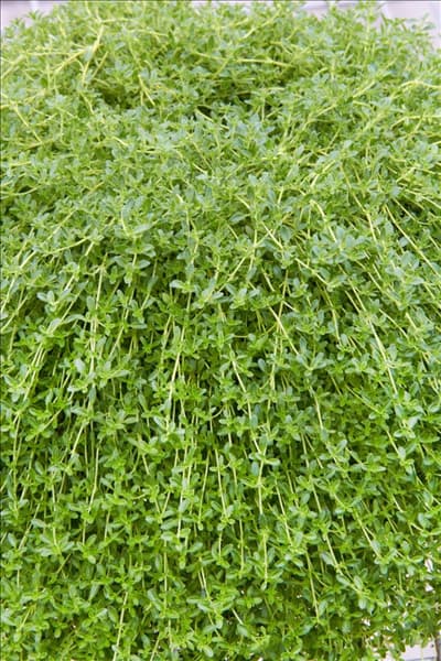 Thymus serpyllum Snowdrift