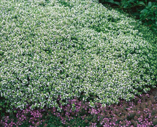 Thymus serpyllum