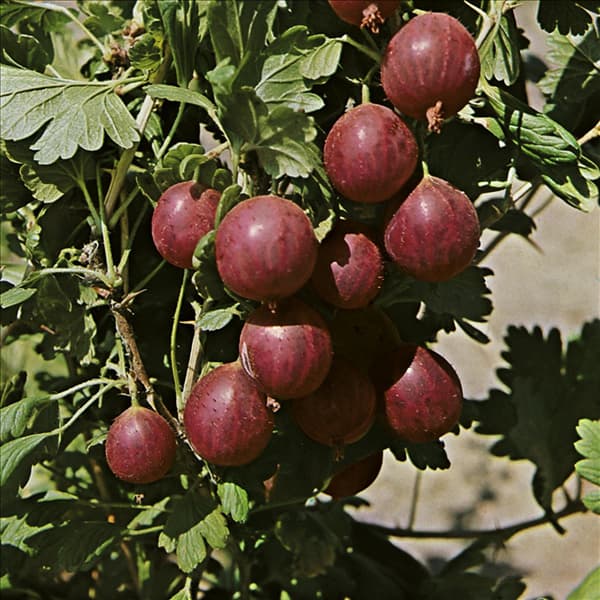 Ribes uva-crispa red
