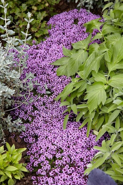 Thymus serpyllum Minor