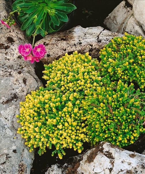 Sedum acre Aureum