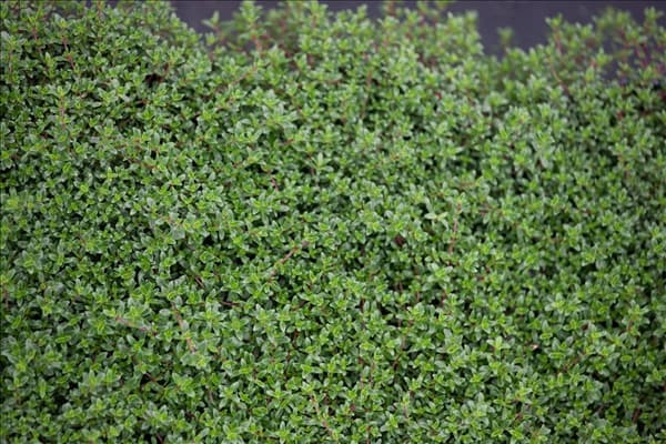 Thymus serpyllum Coccineus