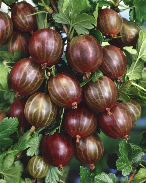 Ribes uva-crispa 'Hinnonmäki', rot