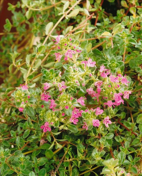 THYMUS SERPYLLUM ANNIE HALL