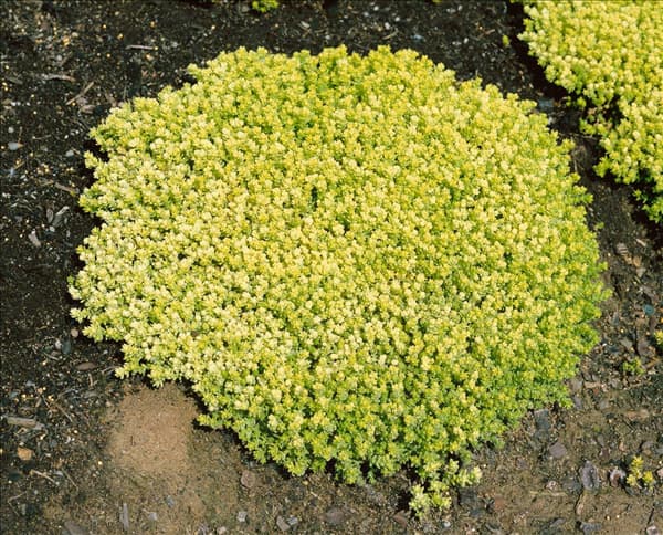 Sedum acre Aureum