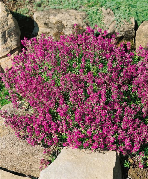 Thymus serpyllum Coccineus