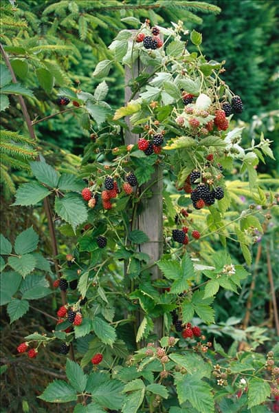 Rubus fruticosus Loch Ness