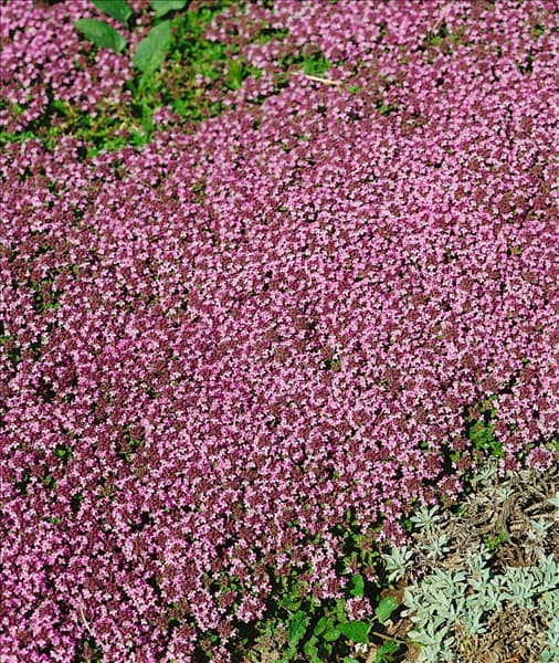 Thymus serpyllum