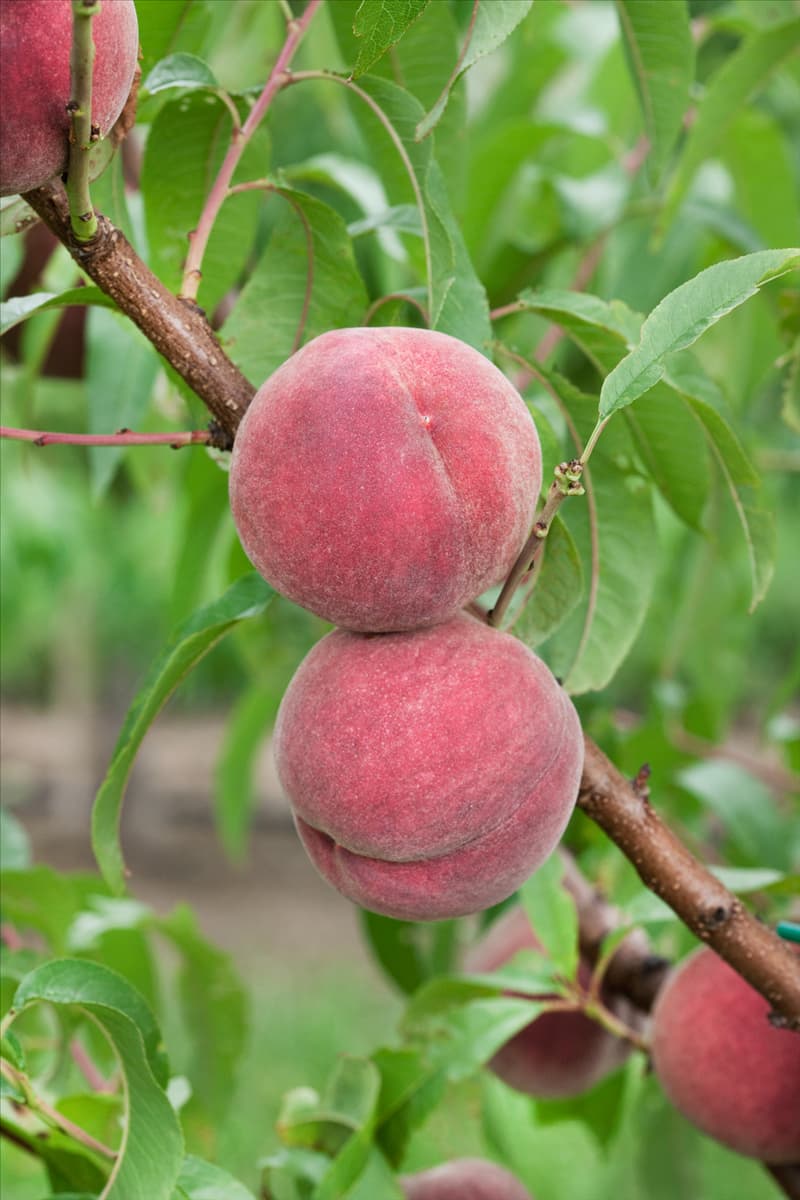 Prunus persica var. persica Roter Weinberg Pfirsich