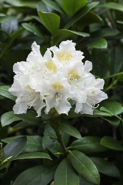 Rhododendron Cunningham's White