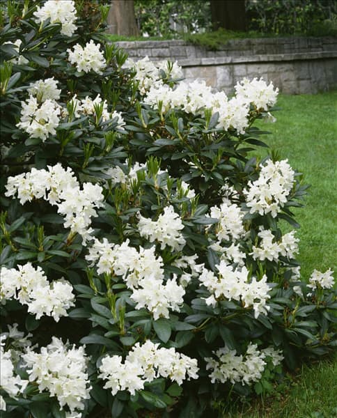 Rhododendron Cunningham's White