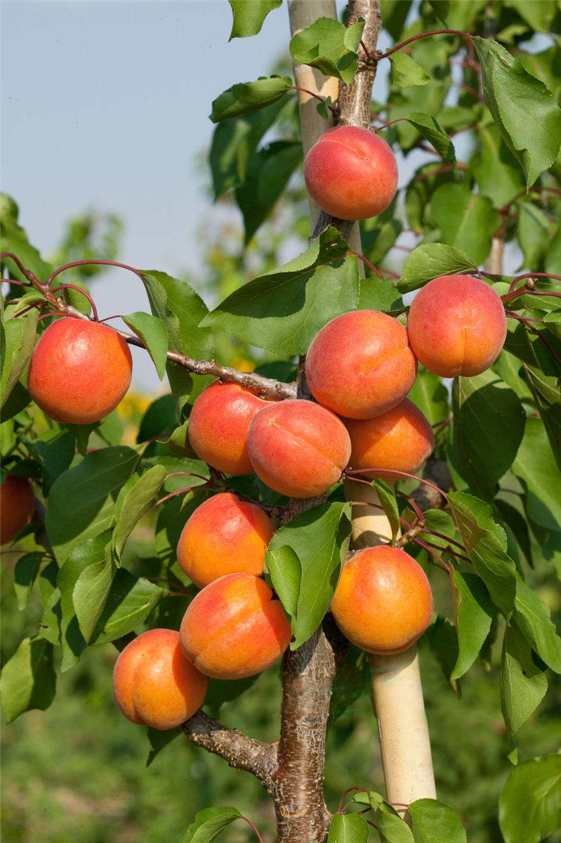 Prunus armeniaca Bergarouge ®