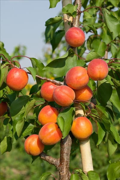 Prunus armeniaca 'Bergarouge'®