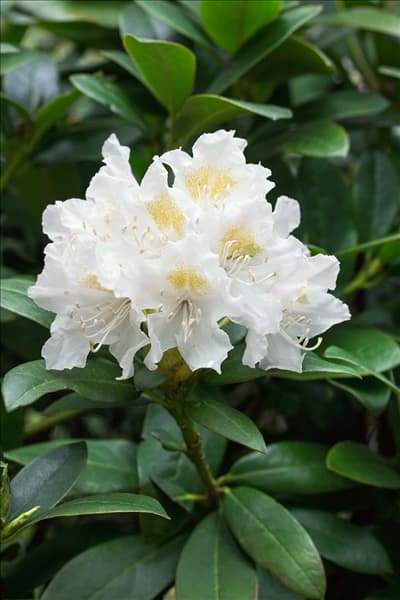 Rhododendron Cunningham's White