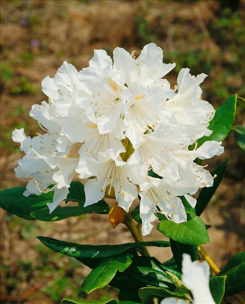 RHODODENDRON CUNNINGHAM'S WHITE