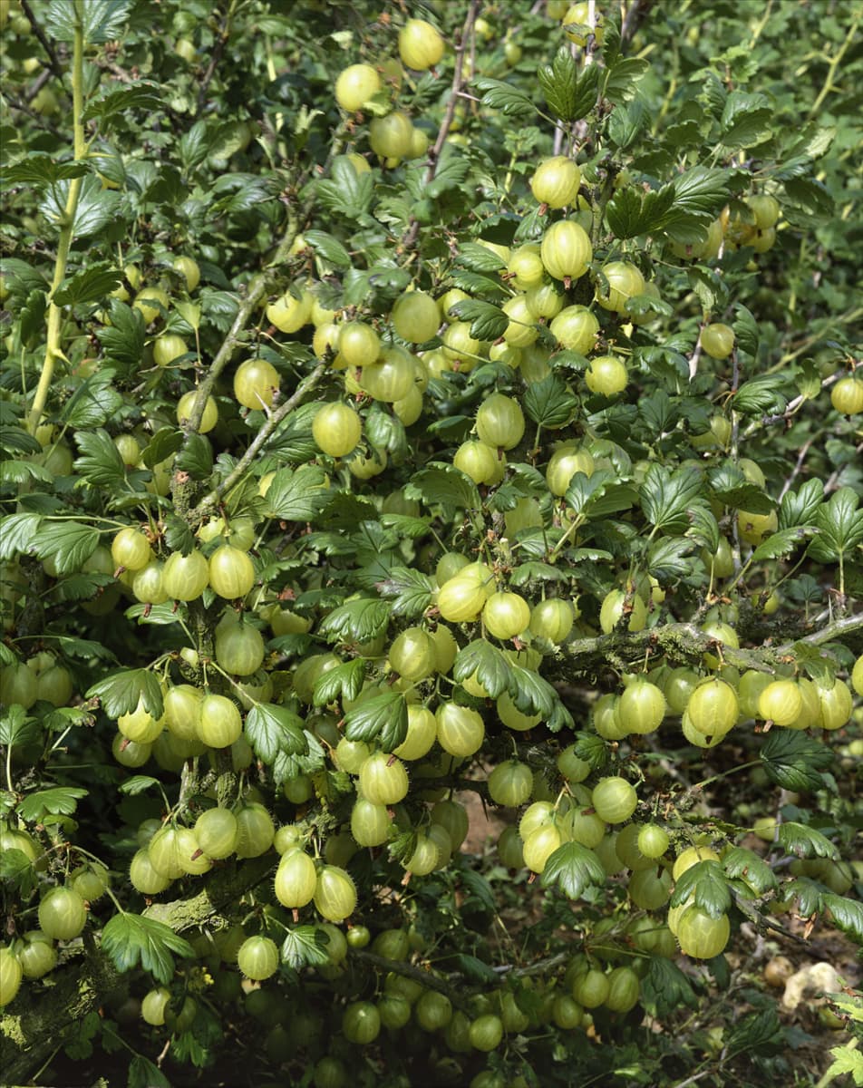 Ribes uva-crispa var. sativum
