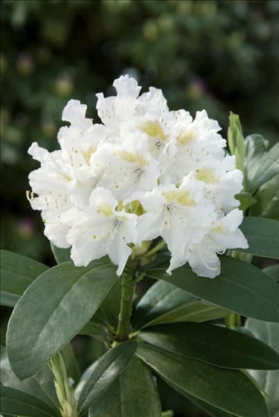 Rhododendron Hybride Cunningham's White