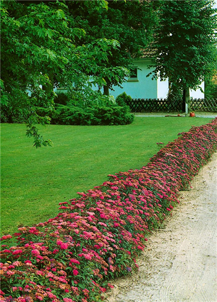 Spiraea bumalda Anthony Waterer