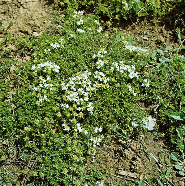 Thymus serpyllum Albus