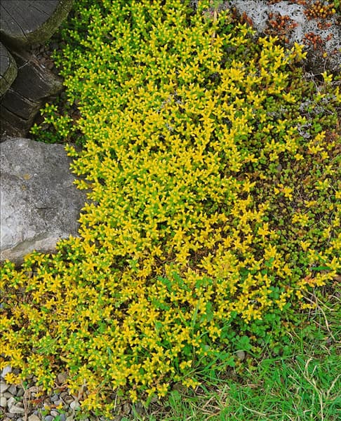 Sedum acre