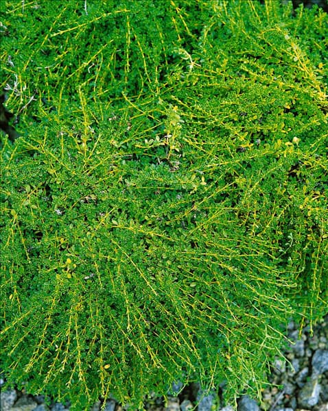 Thymus serpyllum Albus
