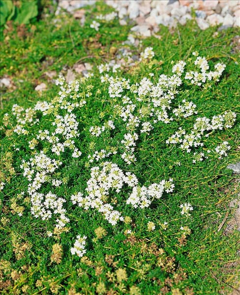 Thymus serpyllum Albus