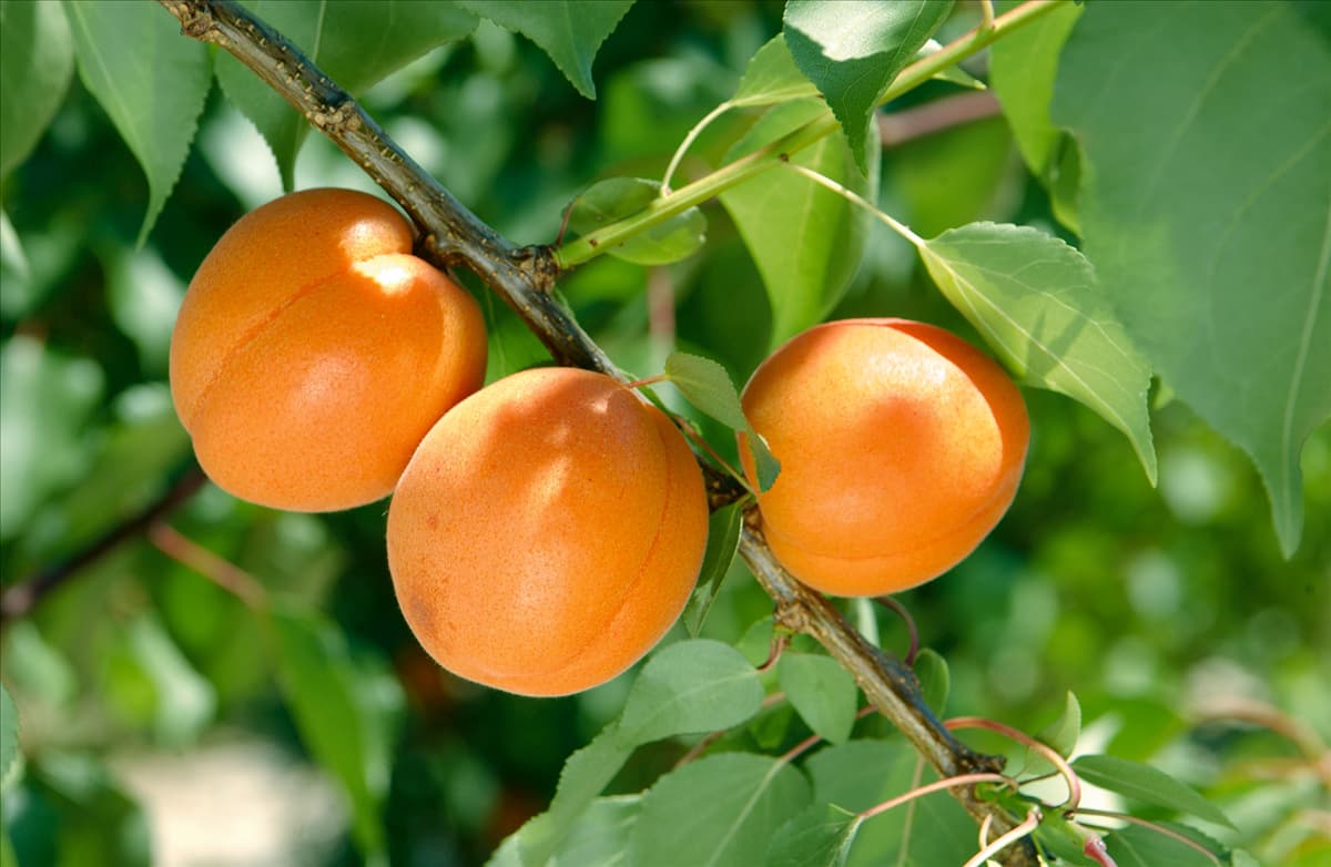 Prunus armeniaca