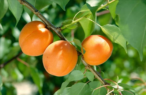 Prunus armeniaca