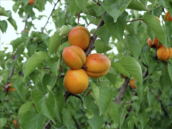 Prunus armeniaca