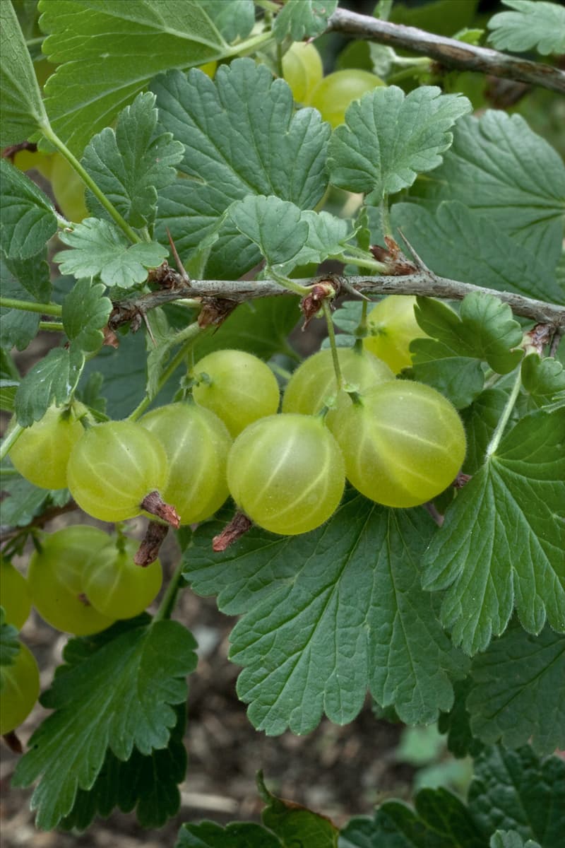 Ribes uva-crispa var. sativum Hinnomaki Yellow