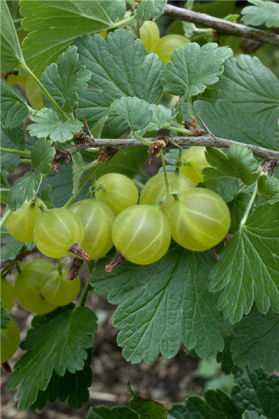 Ribes uva-crispa 'Hinnonmäki', grün
