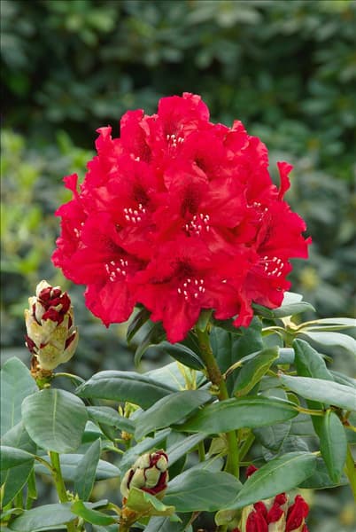 Rhododendron Hybride Erato (S)