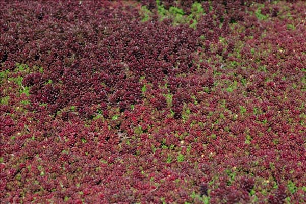 Sedum album Coral Carpet