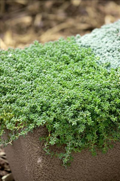 Sedum album Coral Carpet