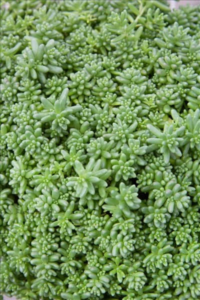 Sedum album Coral Carpet