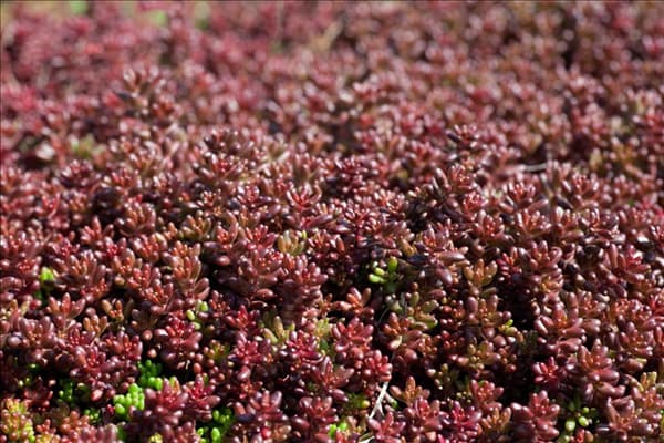Sedum album Coral Carpet